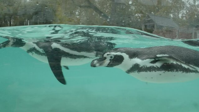 Slow motion closup of penguin swimming in pool in zoo enclosure