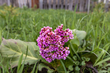 Obraz premium purple flowers on a background of green grass