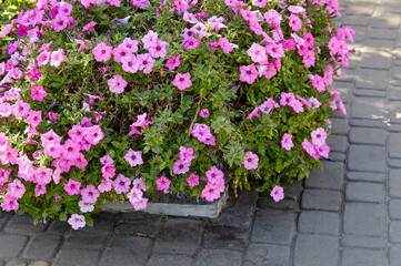 Petunia, purple Petunias in the pot. Lush blooming colorful common garden petunias in city park. Family name Solanaceae, Scientific name Petunia