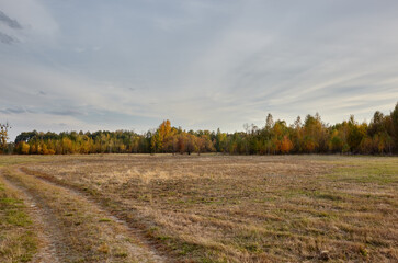 Fototapeta premium Colorful forest against the sky and meadows. Beautiful landscape of trees and blue sky background