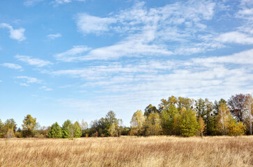 Fototapeta premium Colorful forest against the sky and meadows. Beautiful landscape of trees and blue sky background