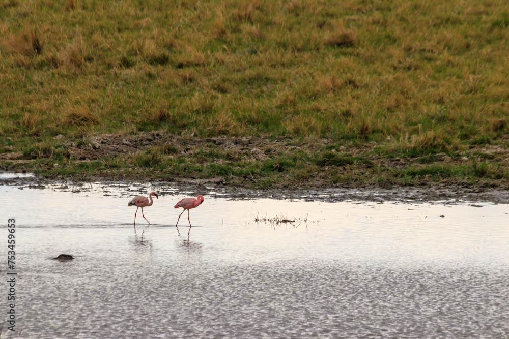 Wall mural Lesser flamingo (Phoeniconaias minor) in Ngorongoro crater national park in Tanzania. Wildlife of Africa