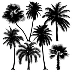 Fototapeta na wymiar palm trees silhouettes on white