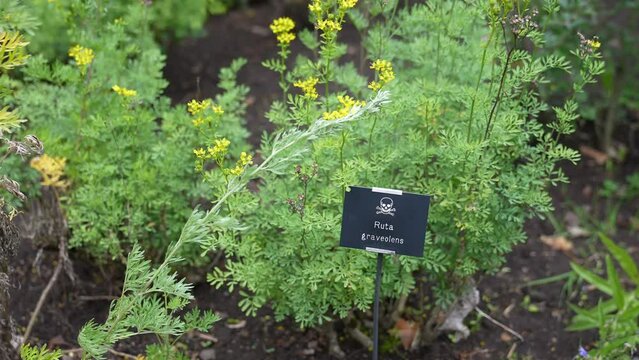 Ruta Graveolens aka Common Rue Plant in Garden, Close Up