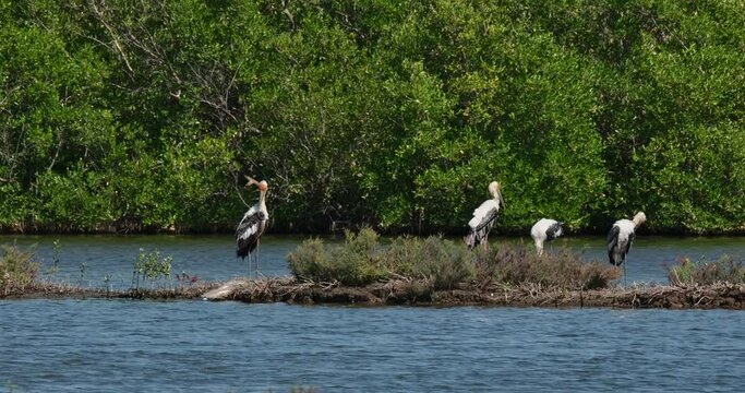 Four individuals preening and chilling as a Grey Heron flies to the right, Painted Stork Mycteria leucocephala, Thailand