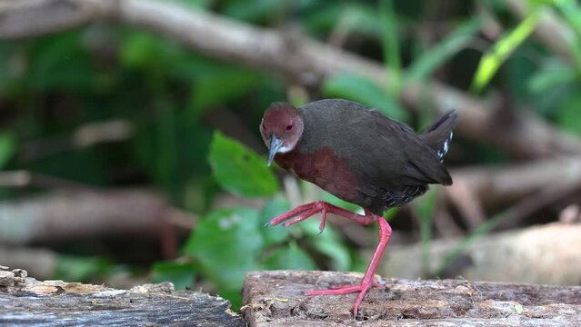 Nature wildlife footage of Ruddy-breasted Crake