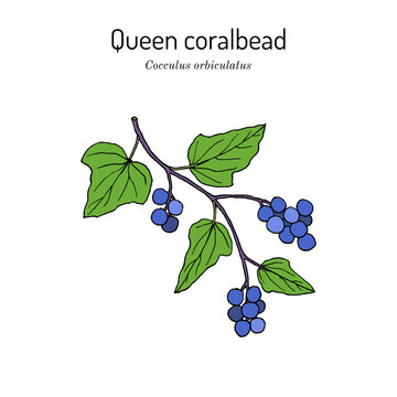 Queen coralbead (Cocculus orbiculatus), medicinal plant