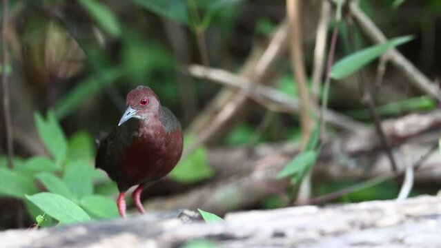 Nature wildlife footage of Ruddy-breasted Crake