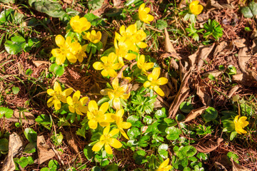Yellow buttercups on the meadow