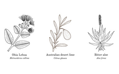 Collection of ornamental and medicinal plants. © foxyliam