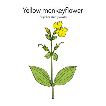 ?ommon yellow monkeyflower (Erythranthe guttata, or mimulus guttatus), medicinal plant