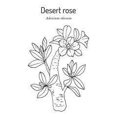 Desert rose (Adenium obesum), ornamental plant. Hand drawn botanical vector illustration.
