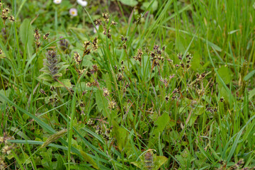 Luzula campestris is a widespread grass in Europe