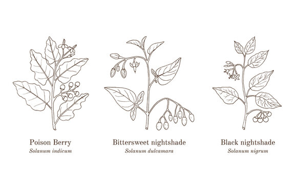 Collection ofmedicinal plants. Hand drawn botanical vector illustration