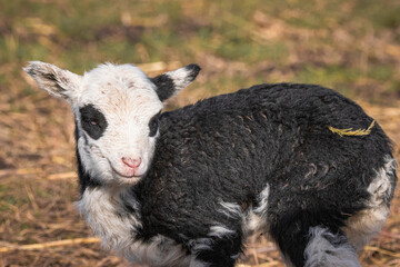 A young female Romanov bread lamb stands and looks toward the camera lens on a sunny spring day.