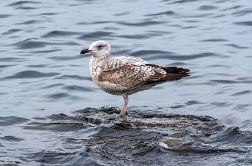 big seagull on a rock in the sea