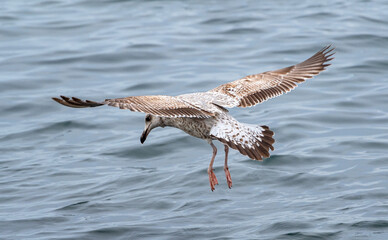 sea gull which flies over surface of the sea