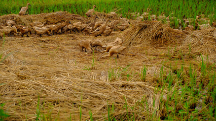 portrait of a group of ducks in the middle of a rice field 