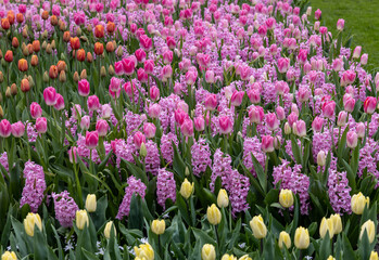 colorful tulips and pink hyacinths blooming in a garden