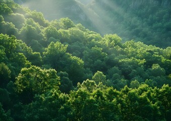 Fototapeta na wymiar Enchanting sunshine on green treetops