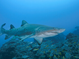 Obraz premium シロワニ