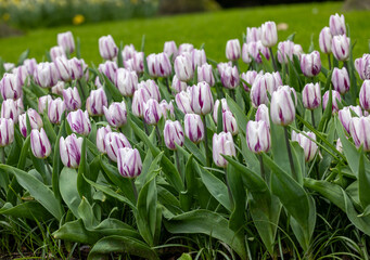 white and purple tulips blooming in a garden