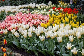 colorful tulips blooming in a garden