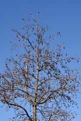 American sweetgum tree with seeds in winter