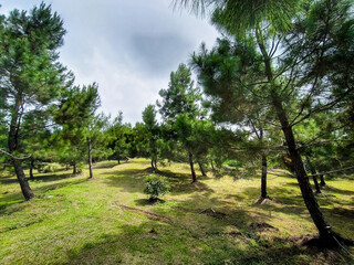 Eternal Green Canopy: Unveiling the Forestscape