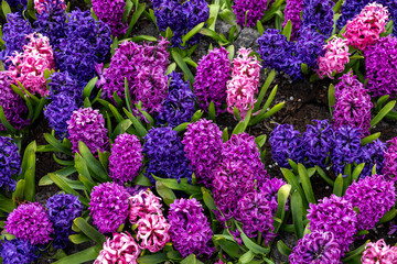 colorful hyacinths blooming in a garden