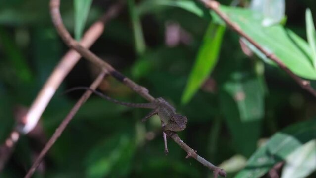 Looking straight towards the camera as seen deep in the forest waiting for its prey to appear, Oriental Garden Lizard Calotes versicolor, Thailand