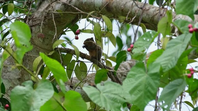 Camera zooms out as seen eating fruit within the foliage of the fruiting tree, Burmese Striped Squirrel Tamiops mcclellandii, Thailand