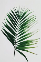 palm leaves with space
