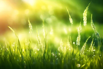 Foto op Canvas art abstract spring background or summer background with fresh grass © Eun Woo Ai