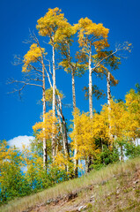 Treeline Forest at Cedar Breaks National Monument, natural amphitheater in Utah