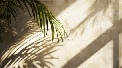 Sunlight Texture Wall with Palm Plant Leaf Shadow empty wall concept