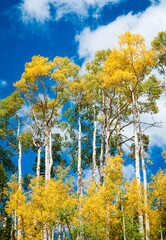 Treeline Forest at Cedar Breaks National Monument, natural amphitheater in Utah