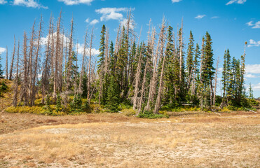 Treeline Forest at Cedar Breaks National Monument, natural amphitheater in Utah