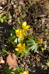 Winter aconite flowers