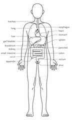 Structural drawing of the human body, illustration of internal organs (viscera)　Black and white line drawing