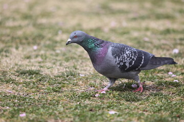 カワラバト