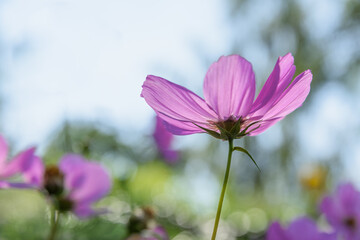 pink cosmos flower in the field