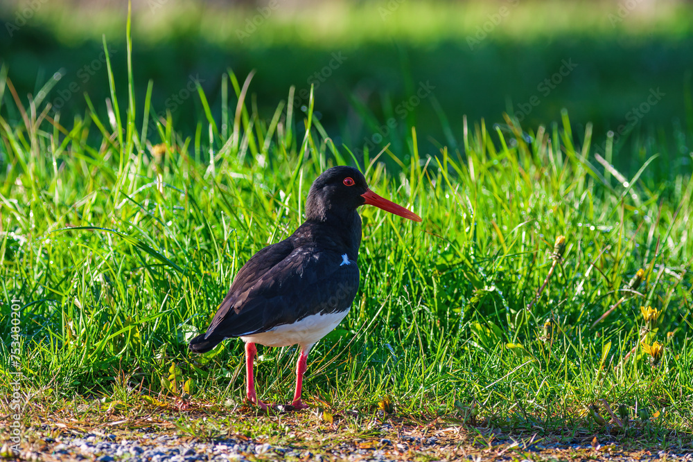 Poster Oystercatcher sitting on a grass meadow