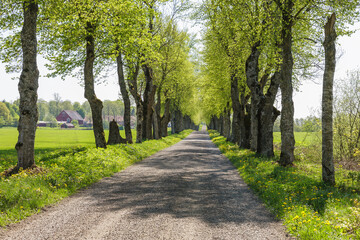 Gravel road with green lush trees in the countryside