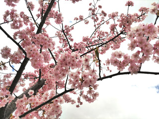 桜