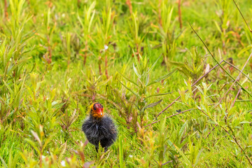 Little coot chick in the grass