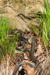 Group with Grass snakes sunbathing in the spring sunshine