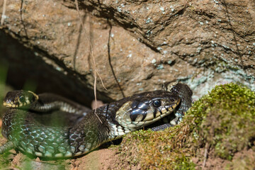 Grass snakes basking in the sun by a rock
