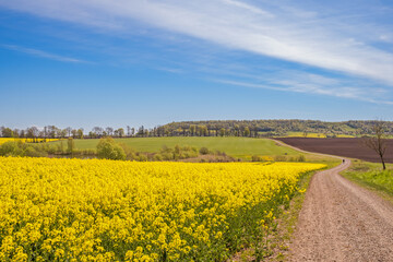 Flowering rapeseed field by a winding road in the countryside a sunny spring day