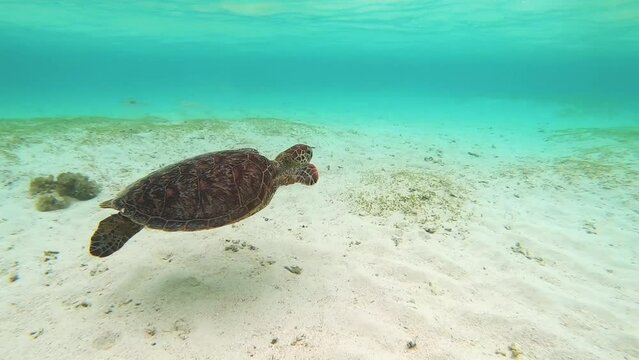 Swimming sea turtle 